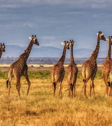 Lewa Conservancy & Masai Mara  Safaris