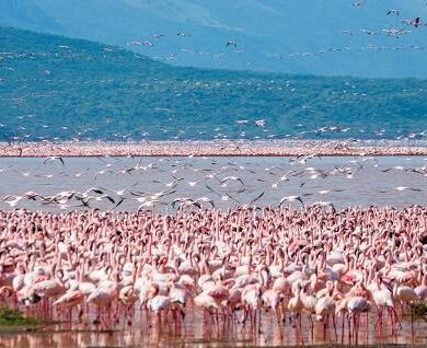 Lake Nakuru National Park and Masai Mara Safaris