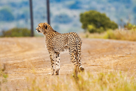 Nairobi National Park