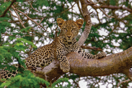 Northern Kenya Safari