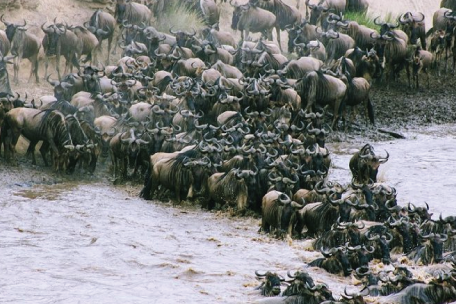 Maasai Mara Safari