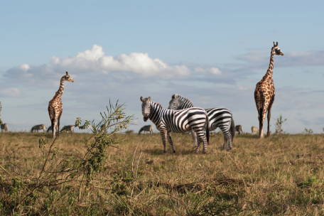 Mt. Kenya Safaris