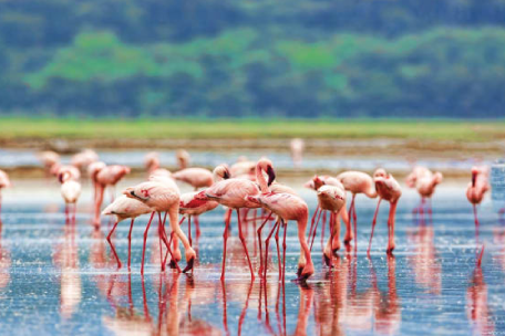 Lake Nakuru National Park Safari