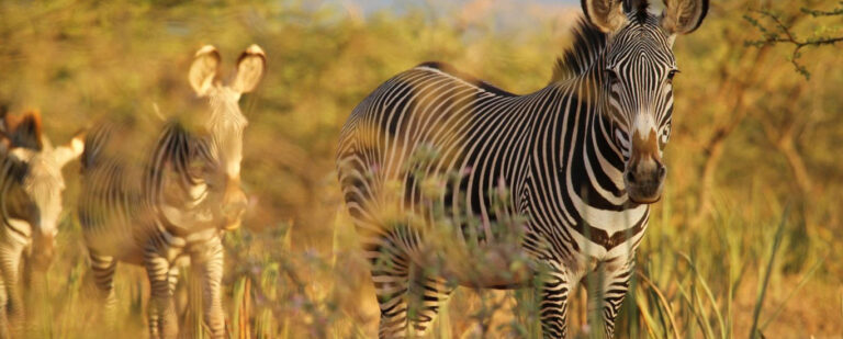 Northern Kenya Safaris