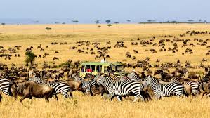 Serengeti Safaris