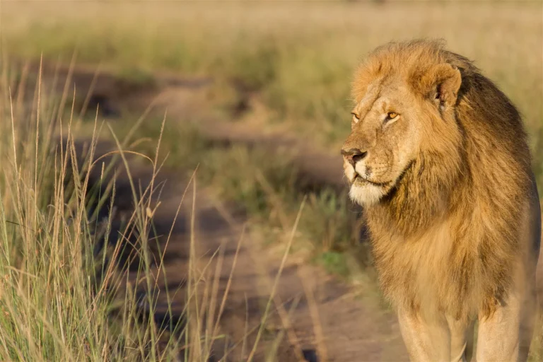 Maasai Mara National Reserves